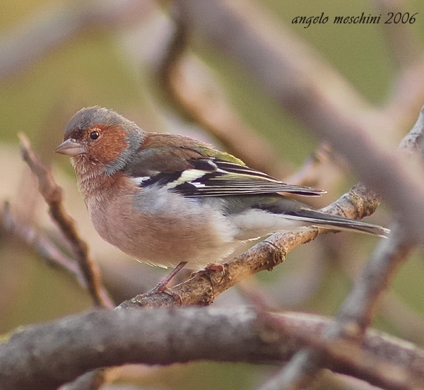 Fringuello Frinigilla coelebs